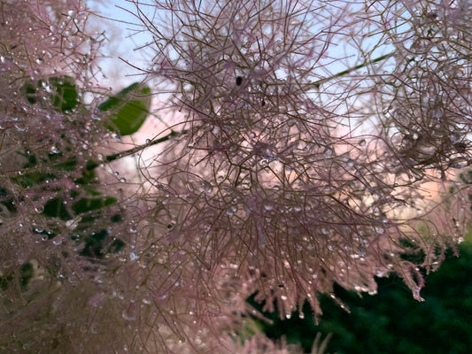 Sankalpa - bevidst intention