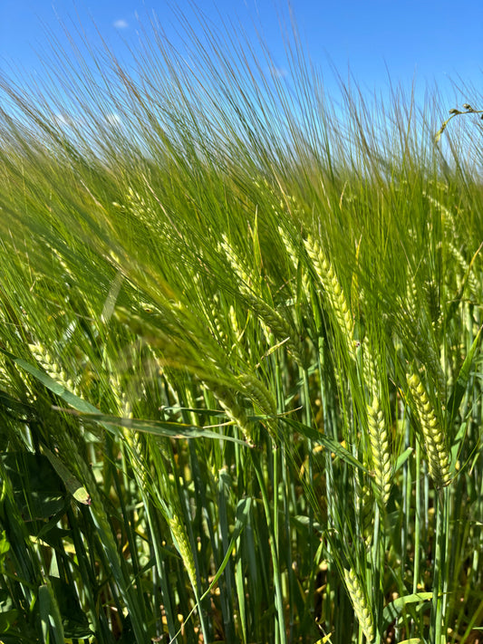 Sensommerens energi – tanker, stress og jordforbindelse