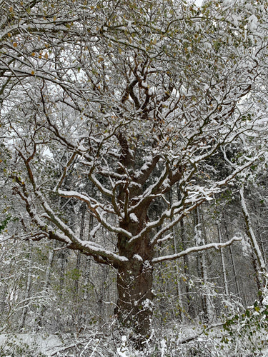 Vinterens energi - blære og nyrer - traditionel kinesisk medicin