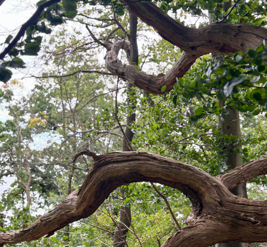 Bekymringer og tankemylder